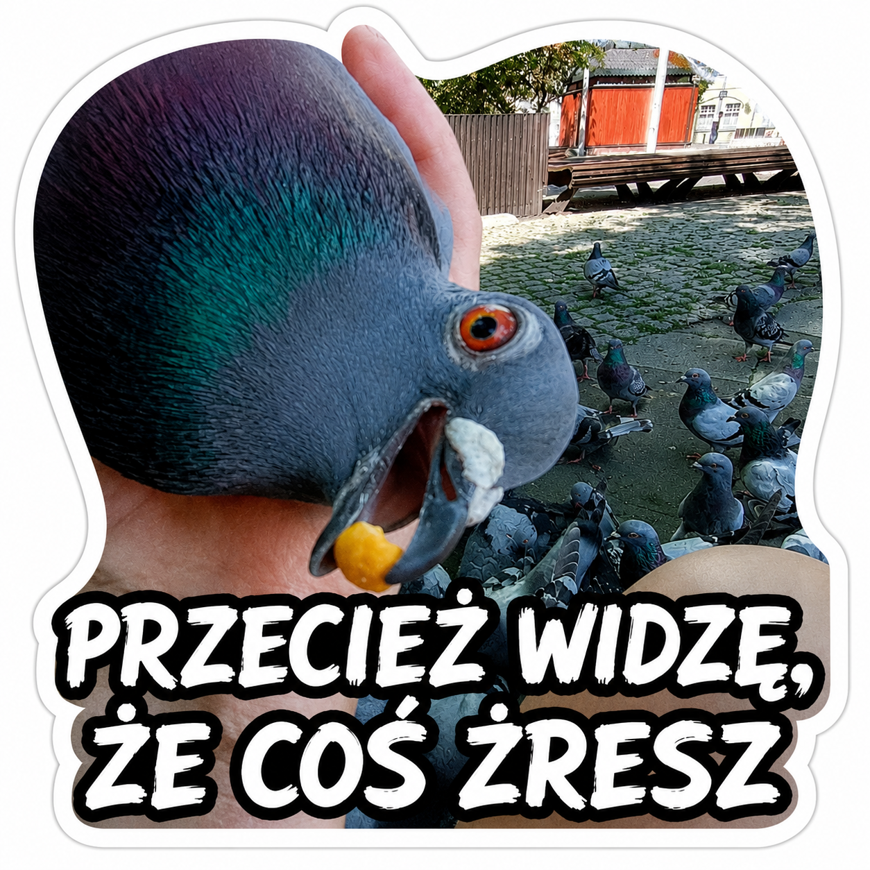 Furiasta naklejka: Przecież widzę, że coś żresz