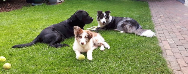 labrador en aussie-border mix gezellig