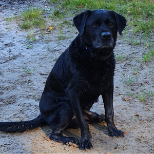 gepaste hondenuitlaatservice voor oudere honden