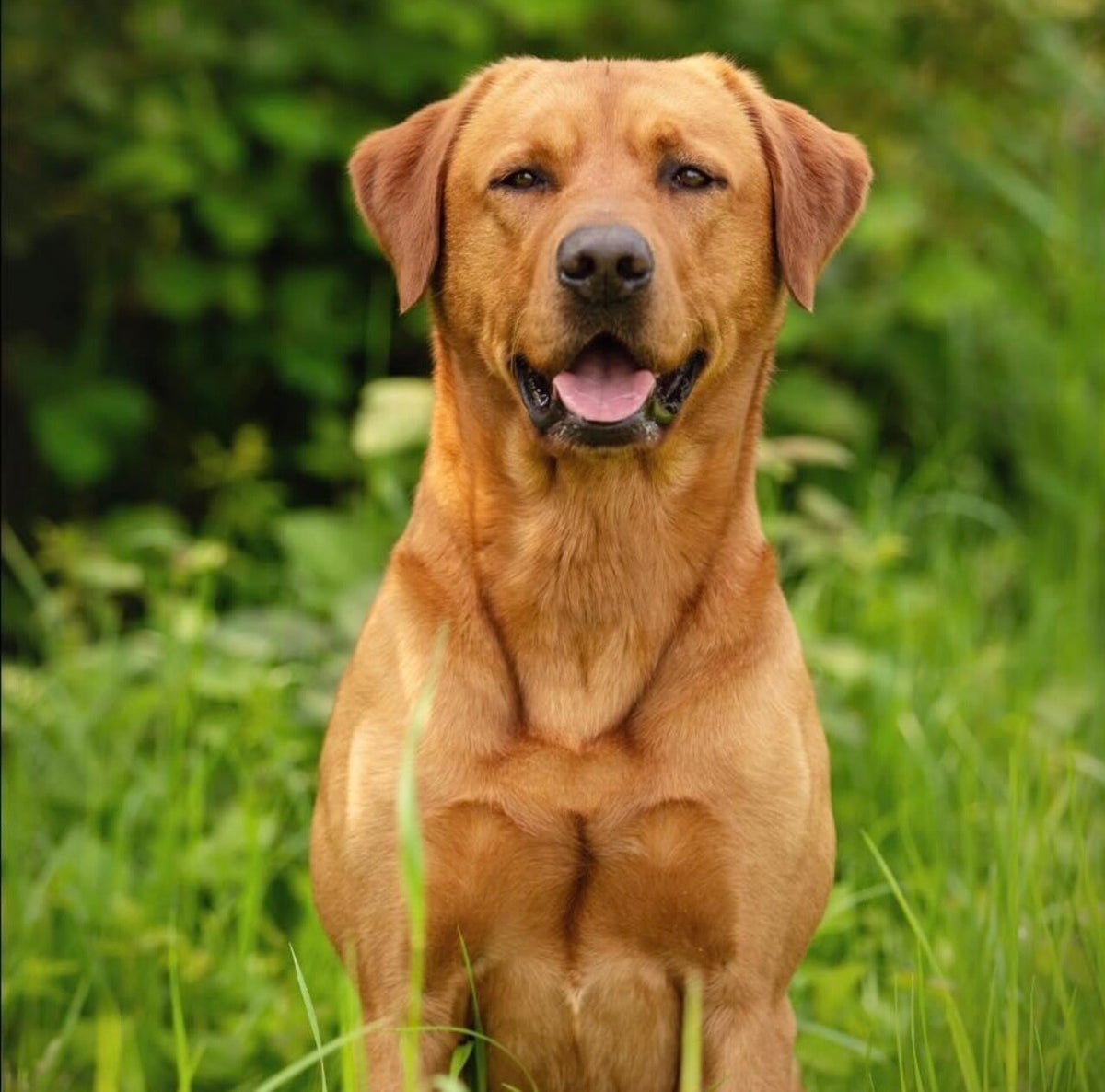 Nestplanning | Of the flow meadow labradors