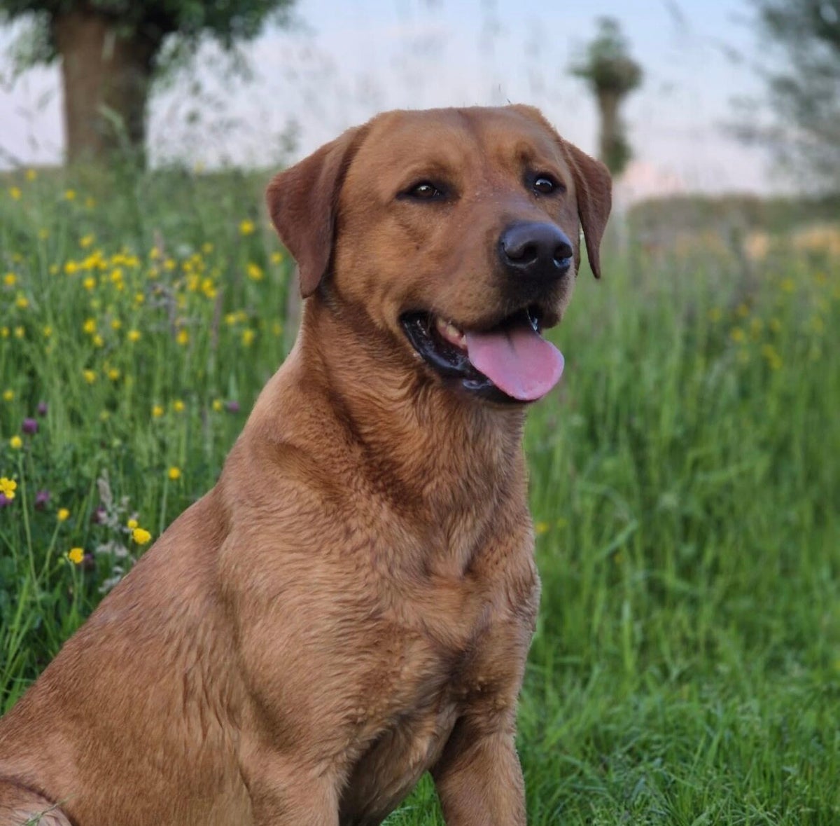 Nestplanning | Of the flow meadow labradors