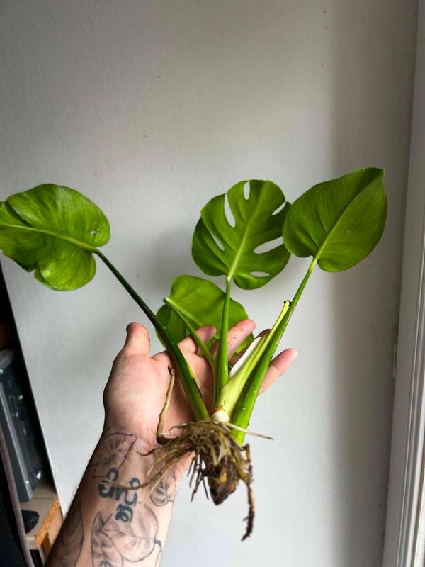 BOUTURE Monstera Deliciosa n°1