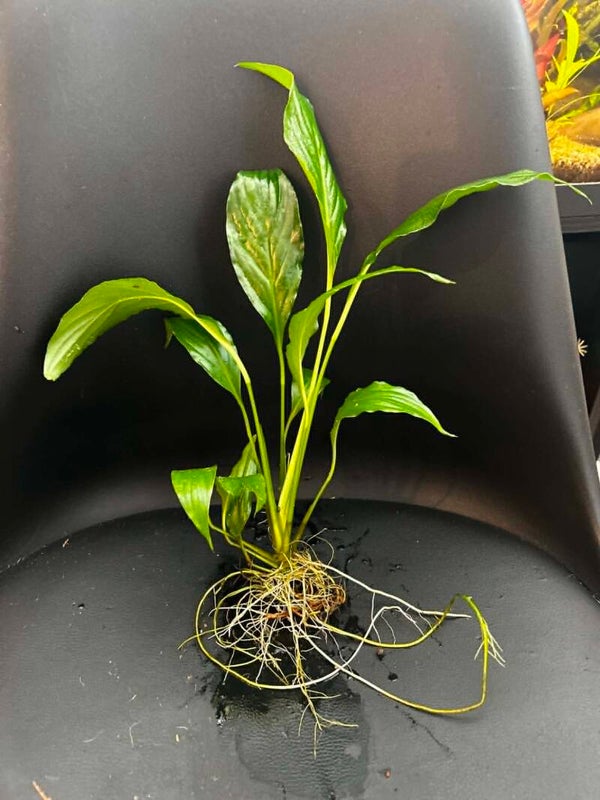 Baby Spathiphyllum n°1
