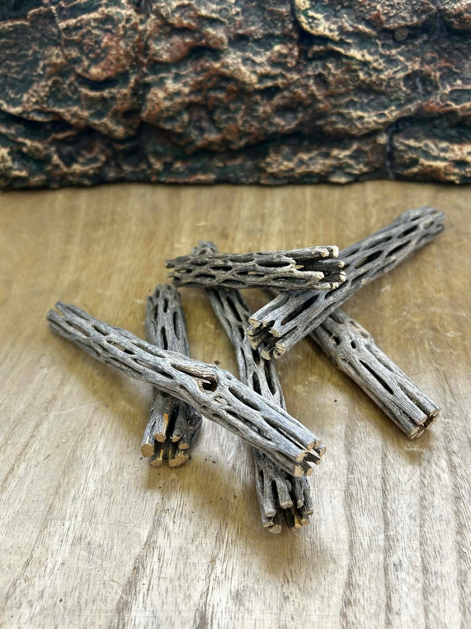 Cholla Wood | Le Bois de Cactus Perforé