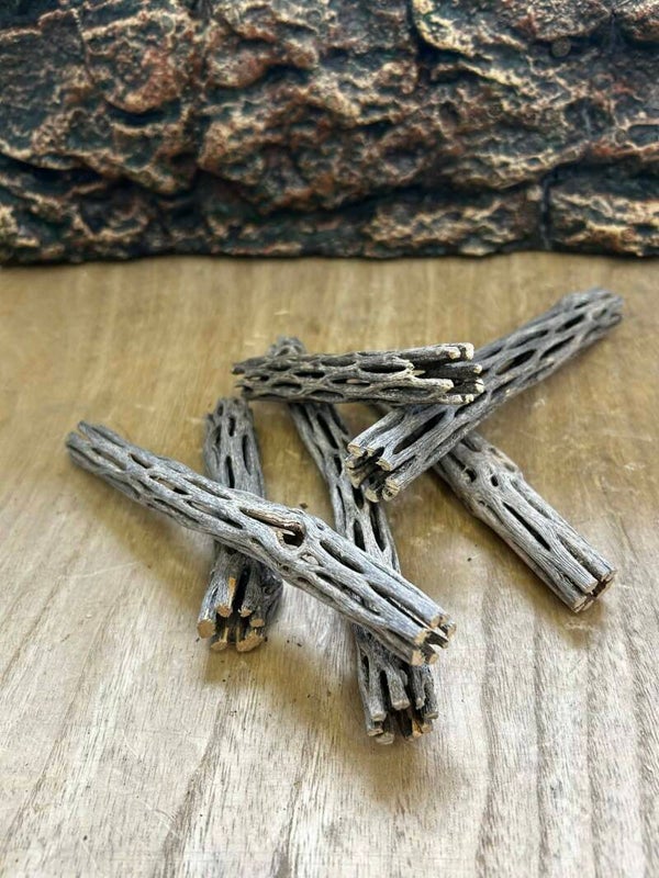 Cholla Wood | Le Bois de Cactus Perforé