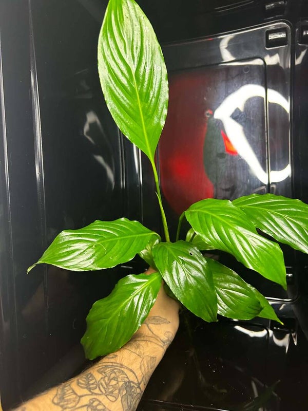Spathiphyllum | N°1