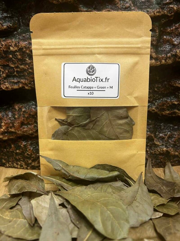 Feuilles de Catappa "Green" - Taille M - 10 pièces