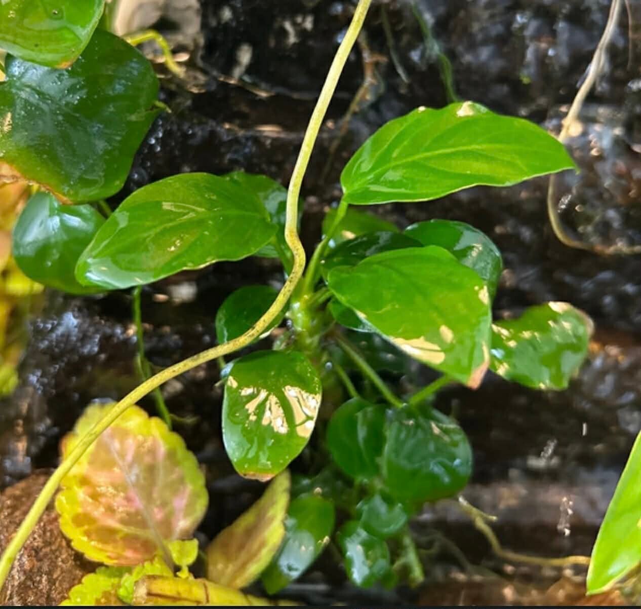 Jeune Plant d'Anubias Nana n°1
