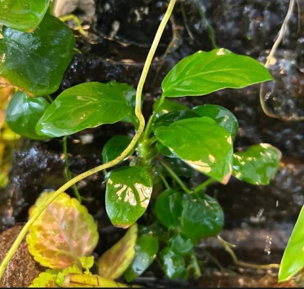 Jeune Plant d'Anubias Nana n°1
