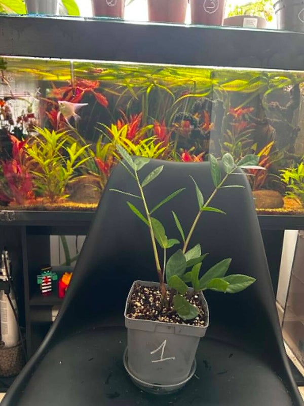 Baby Zamioculcas zamiifolia
