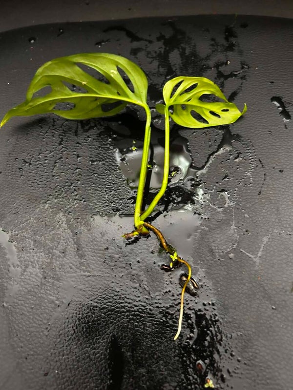 BOUTURE Monstera adansonii n°1
