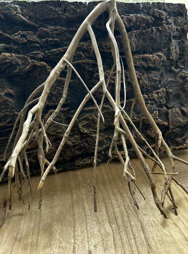 Talawa Wood (46-60 cm) | La Pièce Maîtresse
