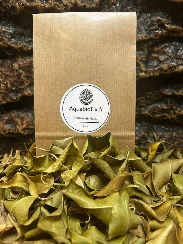 Feuilles de Ficus séchées - 25/30 unités