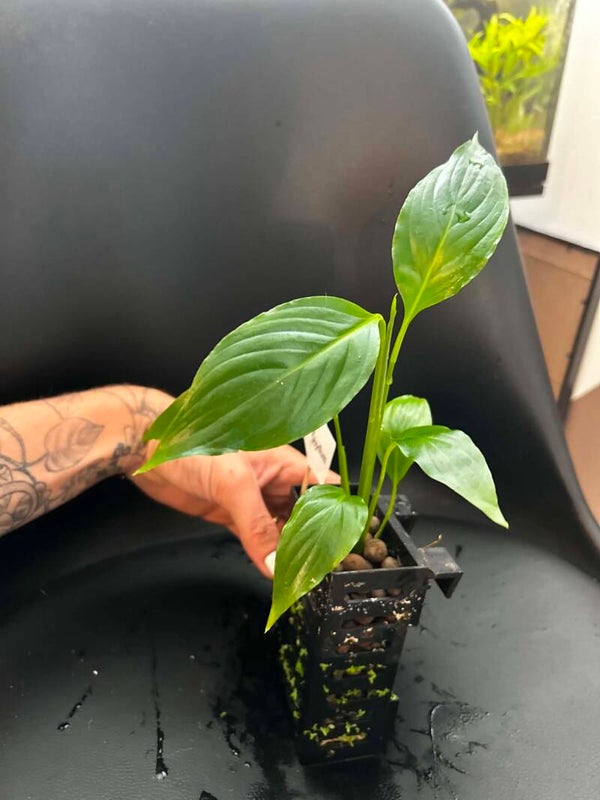 Baby Spathiphyllum n°3