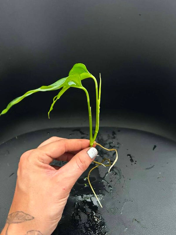 BOUTURE Monstera adansonii n°2
