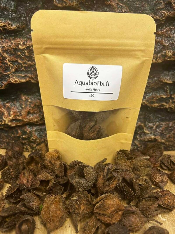 Le Fruit de Hêtre : L'Écrin Naturel pour vos Crevettes !