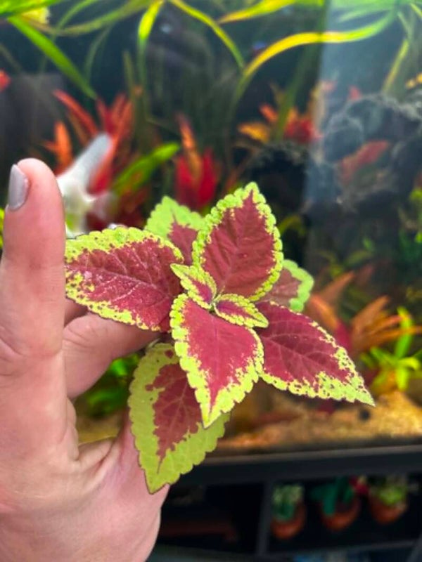 BOUTURE Coleus (Plectranthus scutellarioides) n°1
