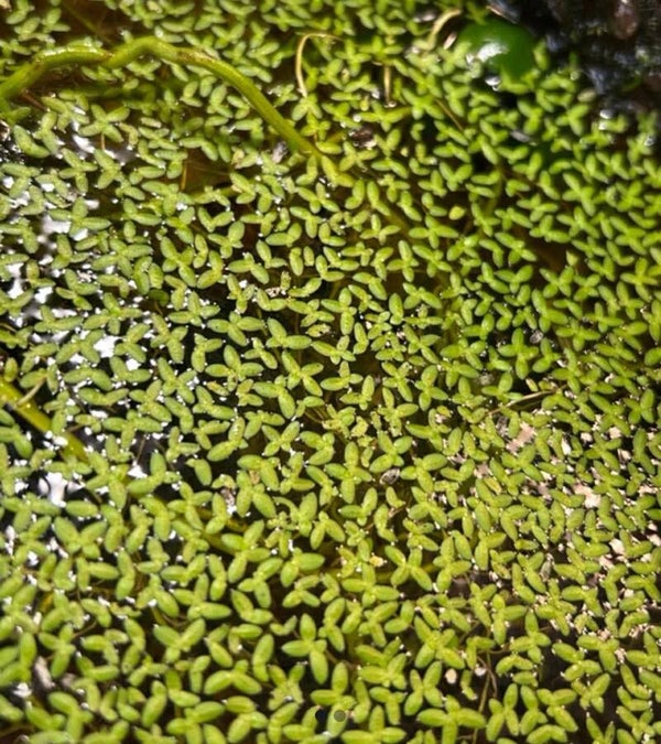 Lentilles d'eau (Lemna)