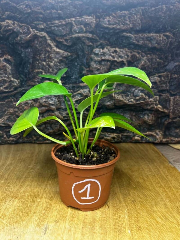 Pothos n°1