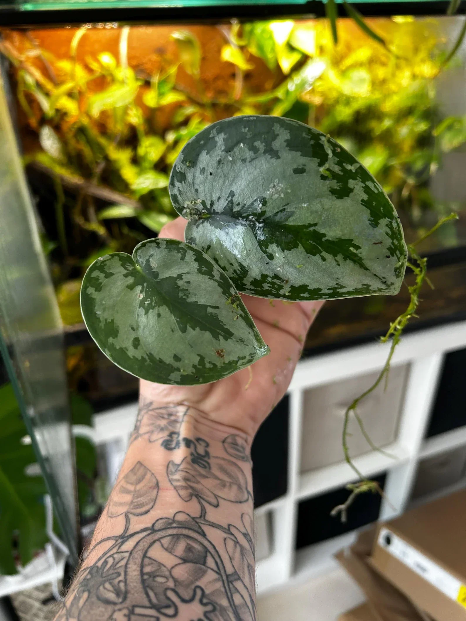 Baby Pothos Argenté n°1