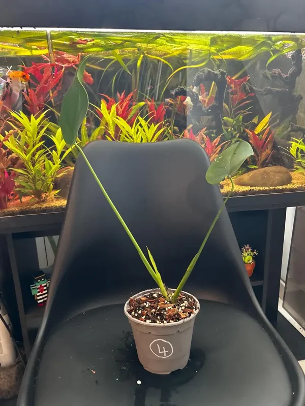 Baby Monstera deliciosa 04