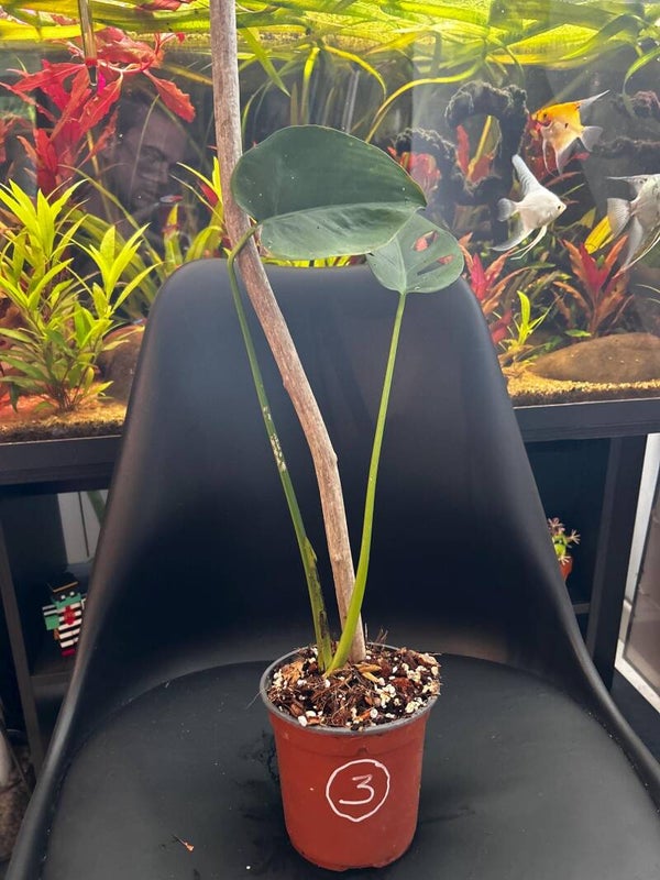 Baby Monstera deliciosa 03