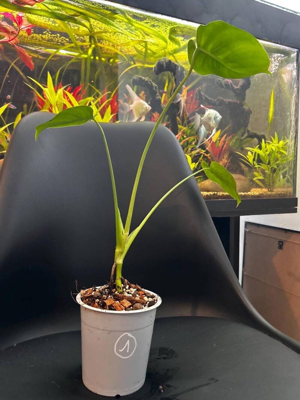 Baby Monstera Deliciosa 01