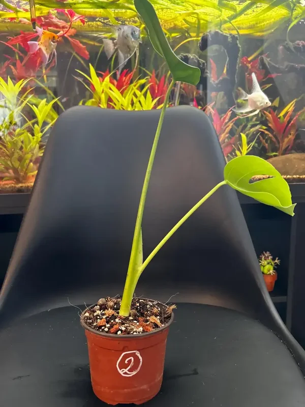 Baby Monstera deliciosa 02