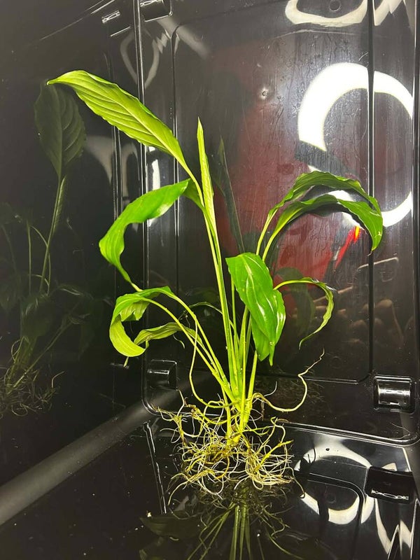 Spathiphyllum | N°2