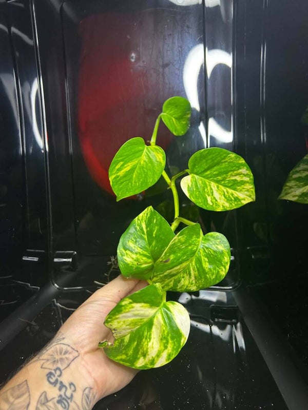 Bouture de Pothos Doré | N°1