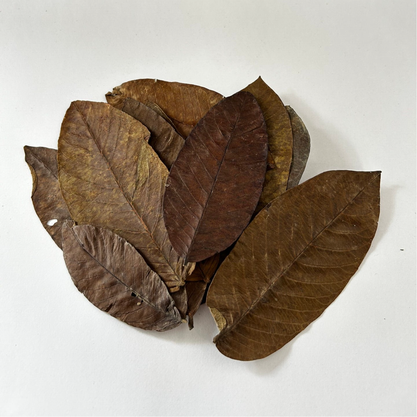 Feuilles de Goyavier  | La Douceur Protectrice