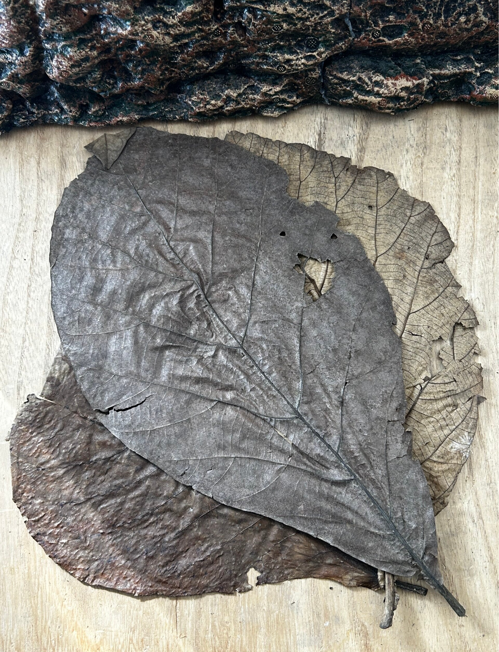 Feuilles de Teck (Teck Leaves) XL | Le Soin Royal