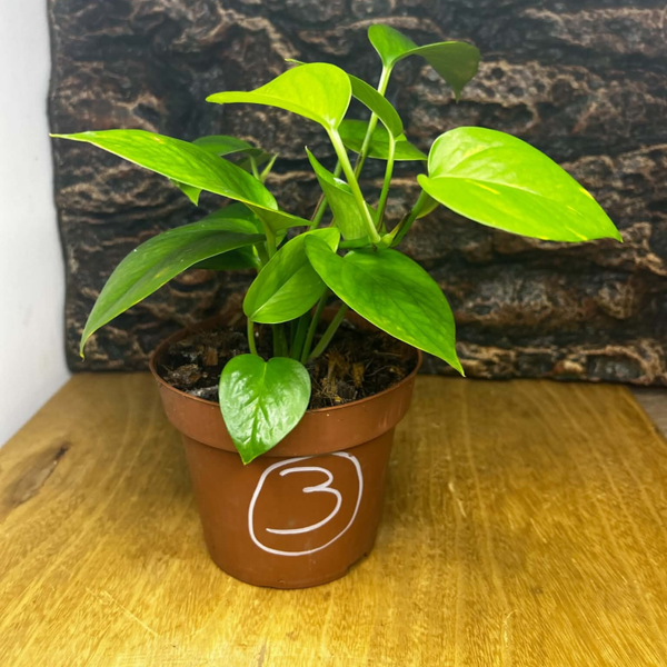 Pothos n°3