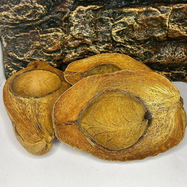 La Demi Noix de Coco Naturelle Brute | Pièce maîtresse