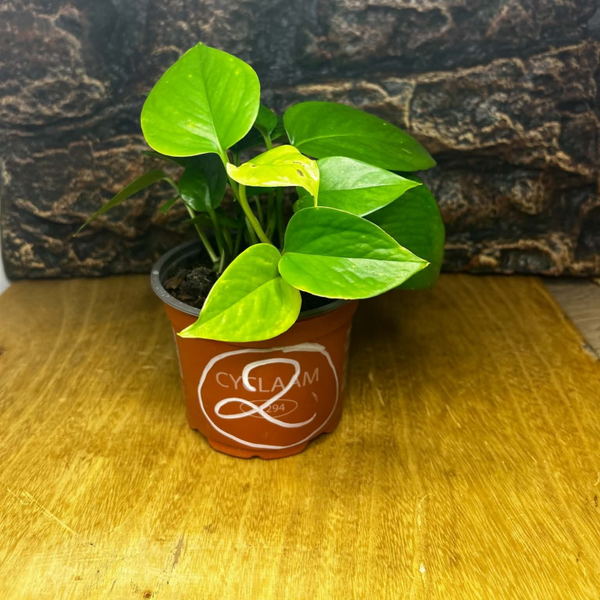 Pothos n°2