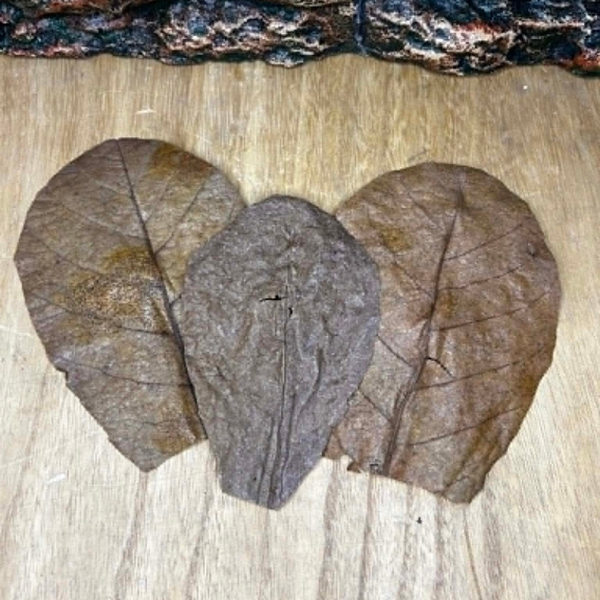 Feuilles de Catappa "Or Brun" – Format Découpé