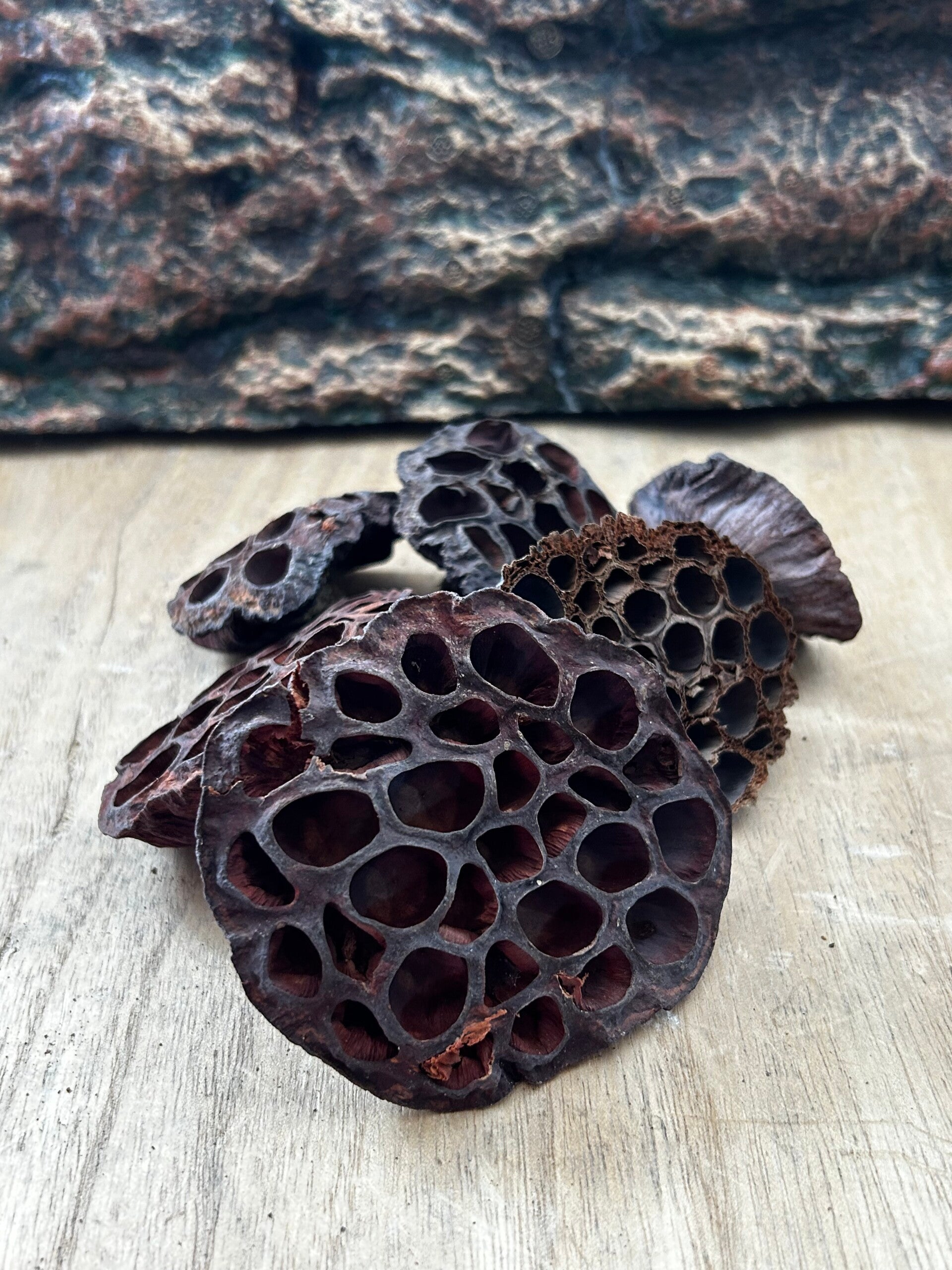 Lotus Pods (Lots de 3) | L'Architecture Aquatique