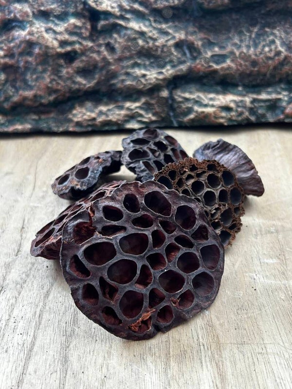 Lotus Pods (Lots de 3) | L'Architecture Aquatique