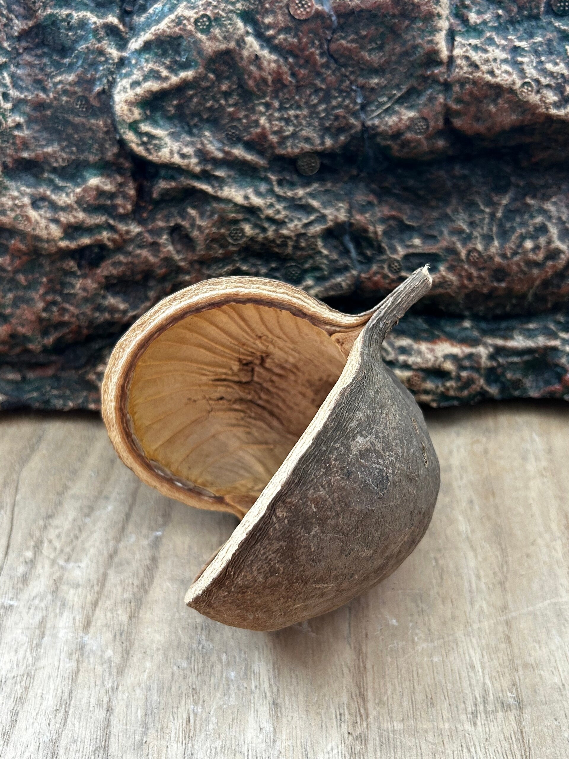 Buddha Nut XL | Le Sanctuaire Naturel