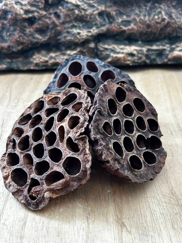 Lotus Pod XXL | L'Impact Visuel