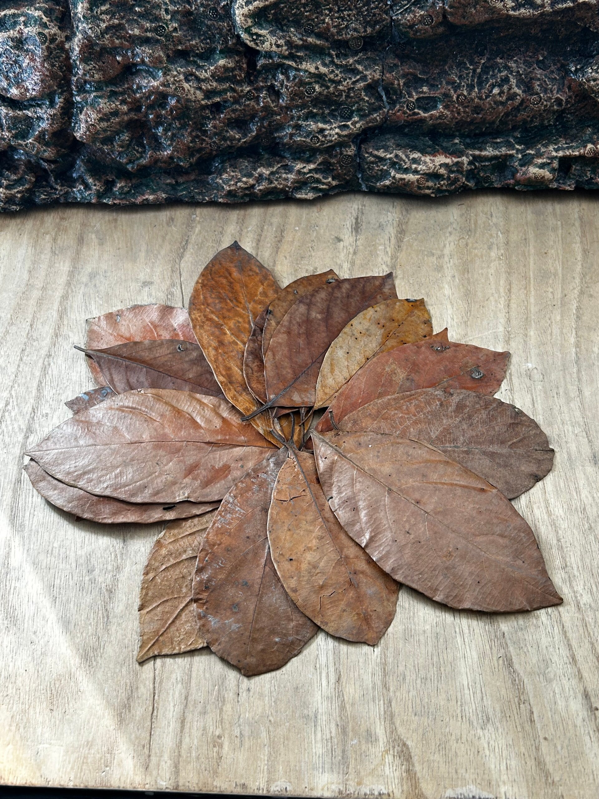 Feuilles de Jacquier | Le Festin Naturel