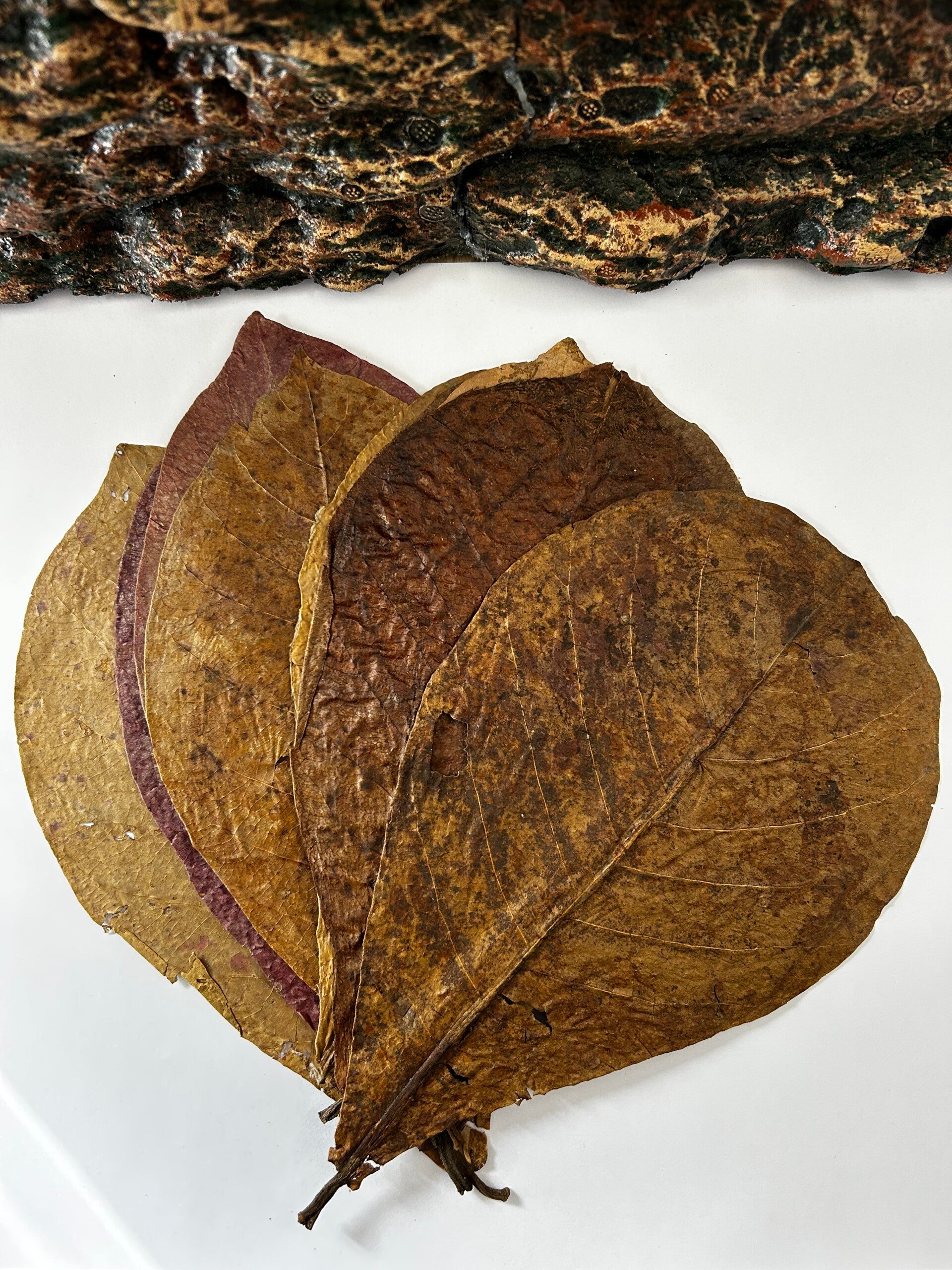 Catappa "Or Bruun" XL | Le Soin Naturel