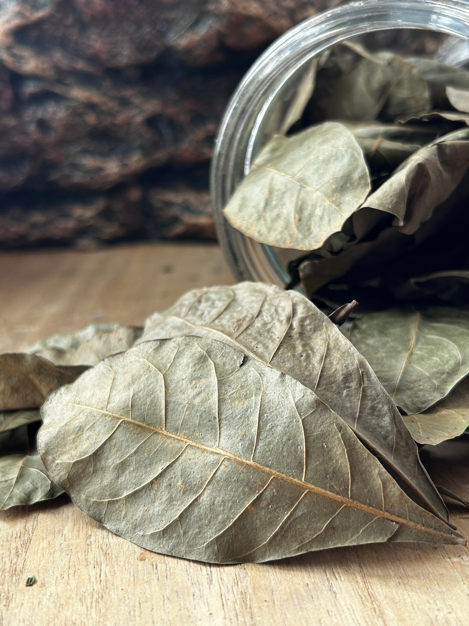 Feuilles de Catappa "Green" - Taille L