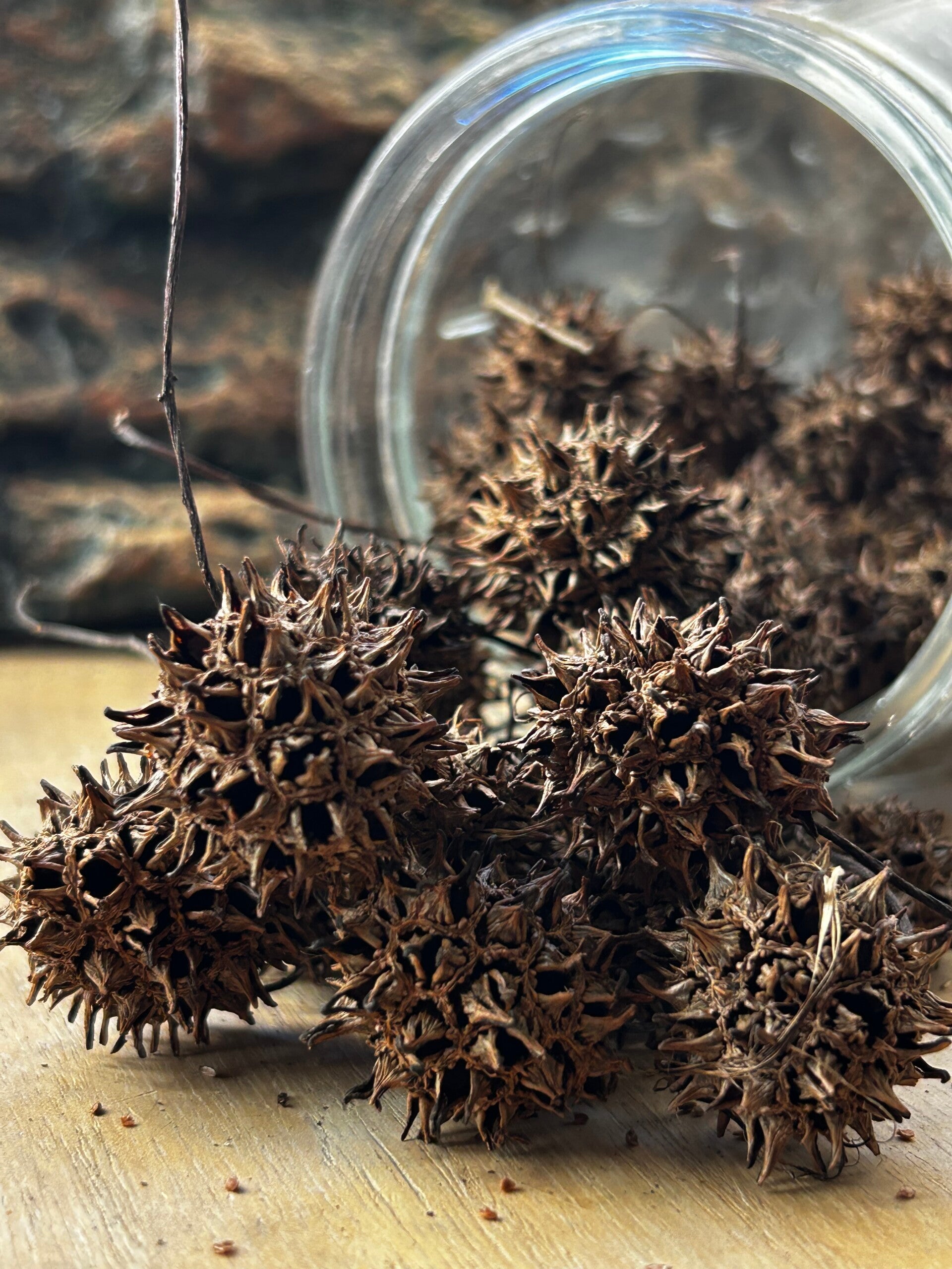 Fruits de Liquidambar – Le Refuge Épineux Naturel