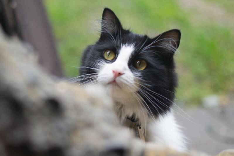 Nahaufnahme einer schwarz-weißen Katze mit gelben Augen, die seitlich über einen unscharfen Vordergrund blickt, im Kontext mit Jenseitskontakte Jana Lorenz.