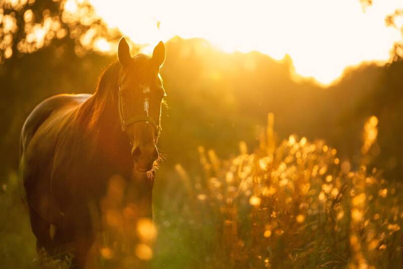 Pferd steht in einer Wiese bei Sonnenuntergang mit warmem Licht im Hintergrund, im Kontext mit Jenseitskontakte Jana Lorenz.