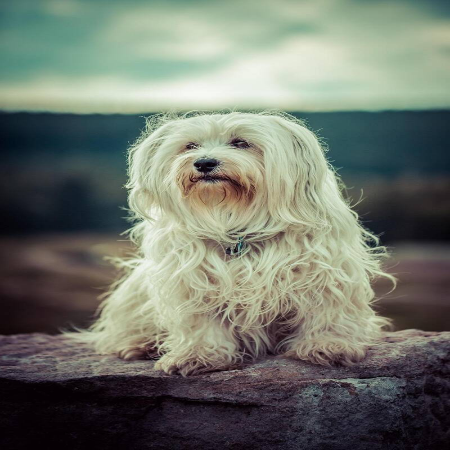 Langhaariger kleiner Hund sitzt auf einem Stein vor unscharfem Hintergrund, im Kontext mit Jenseitskontakte Jana Lorenz.