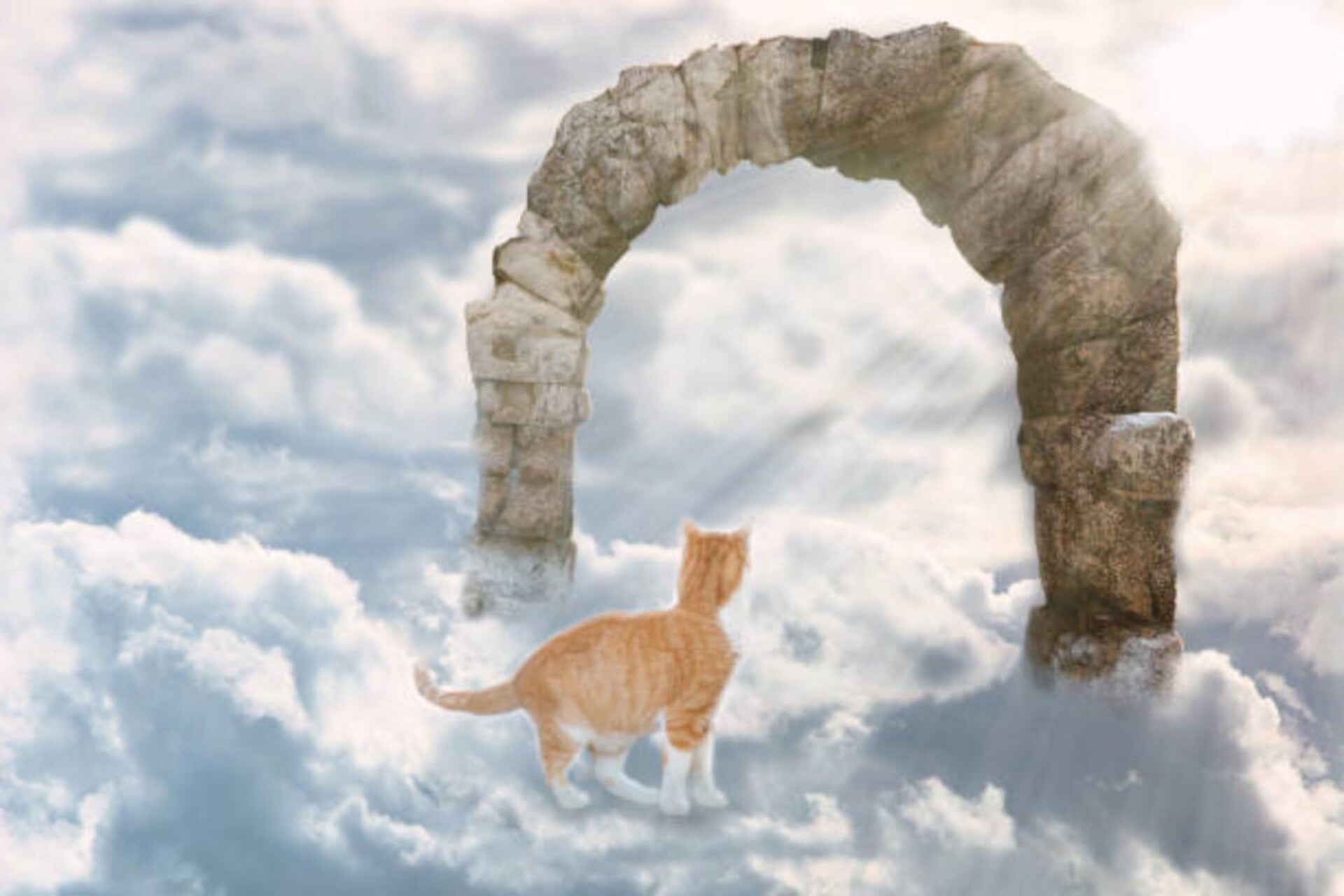 Eine orangefarbene getigerte Katze steht in einer Wolkenlandschaft und blickt auf einen antiken, steinernen Torbogen, durch den helles Licht scheint, im Kontext mit Jenseitskontakte Jana Lorenz.