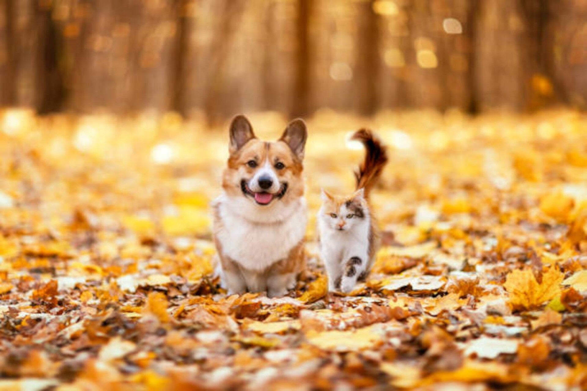Ein Corgi mit offenem Maul und eine dreifarbige Katze laufen gemeinsam durch einen Wald voller goldgelber Herbstblätter auf einem verschwommenen Grund, im Kontext mit Jenseitskontakte Jana Lorenz.