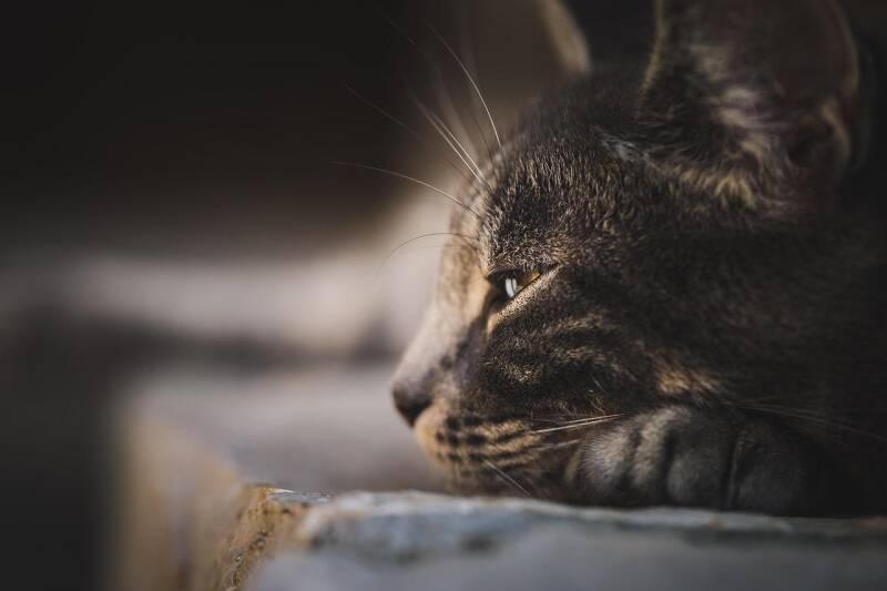 grauer Kater liegt mit Kopf auf Pfoten, Blick seitlich nach rechts, ruhige Haltung passend zum Thema Jenseitskontakt zum Tier mit Medium Jana Lorenz